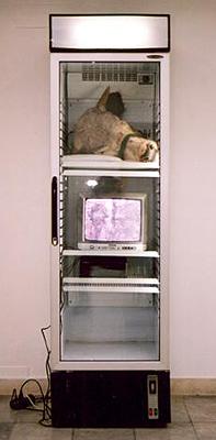 biodiversity, by Zeni Ballazhi