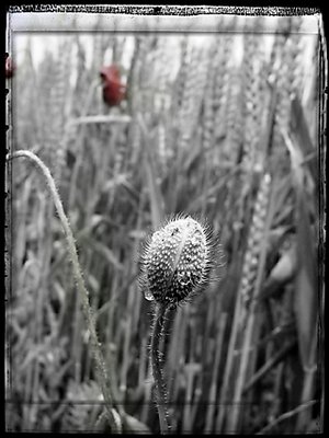 Flower 2, by Fahredin Spahija