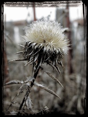 Flower 6, by Fahredin Spahija
