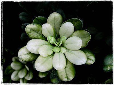 Flora 11, by Fahredin Spahija