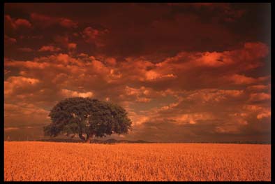 Untitled, by Afrim Spahiu