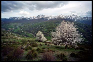 Untitled, by Afrim Spahiu