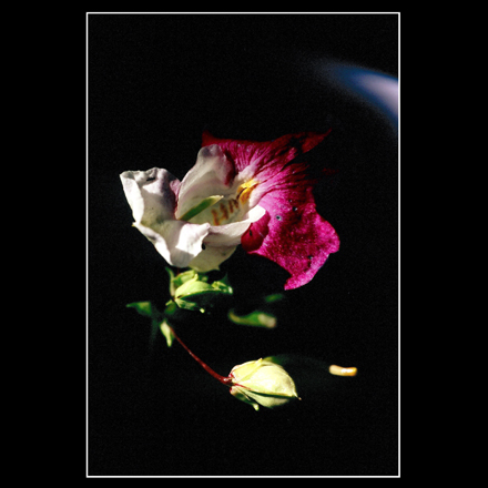 Disperse of color 23, by Afrim Spahiu