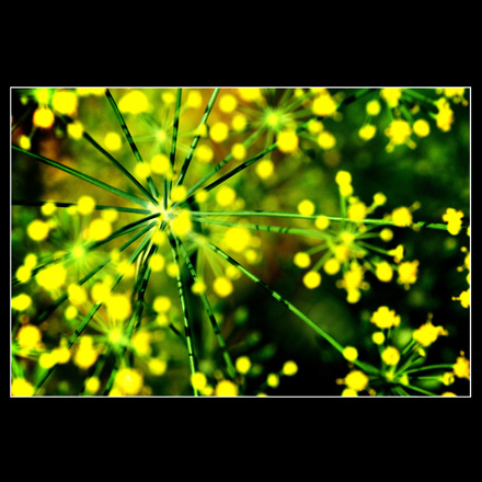 Disperse of color 25, by Afrim Spahiu