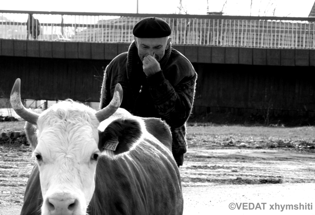 A man with a Cow, by Vedat Xhymshiti
