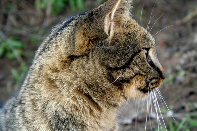 Cat 2 (Profile), by Vedat Xhymshiti