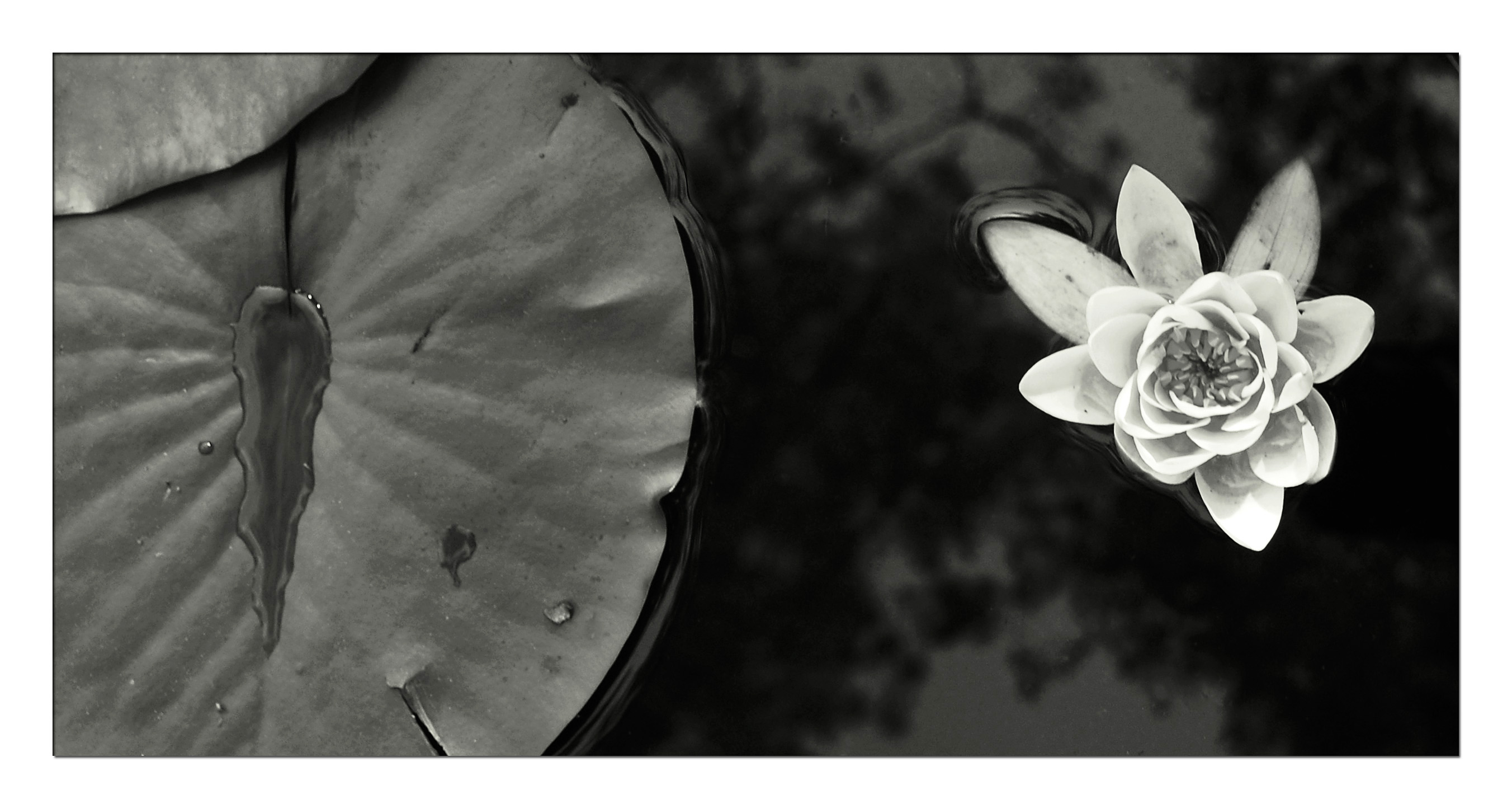 seerose II (from water created), by Dashmir Izairi