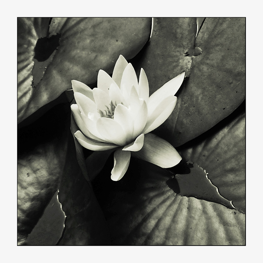 seerose I (from water created), by Dashmir Izairi