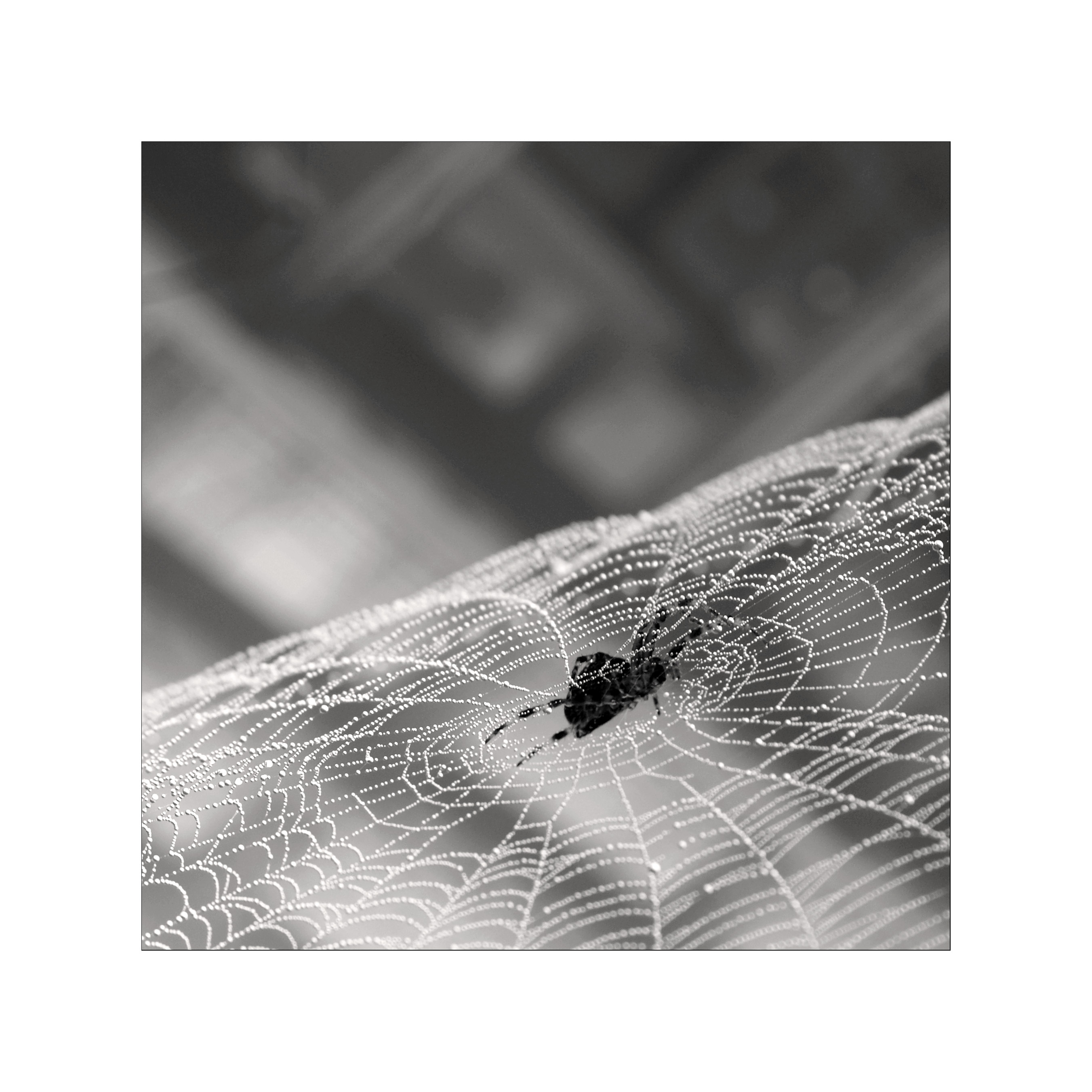 spider, by Dashmir Izairi