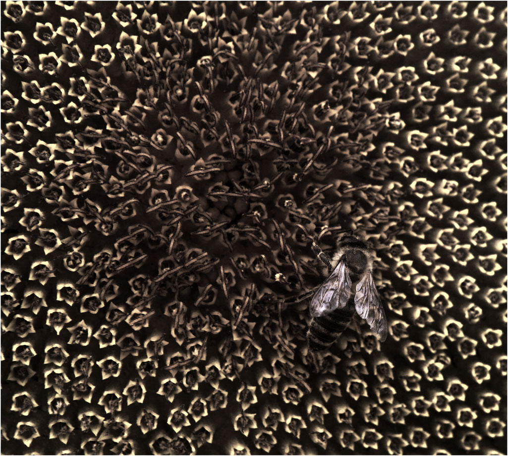 composition VI, by Dashmir Izairi